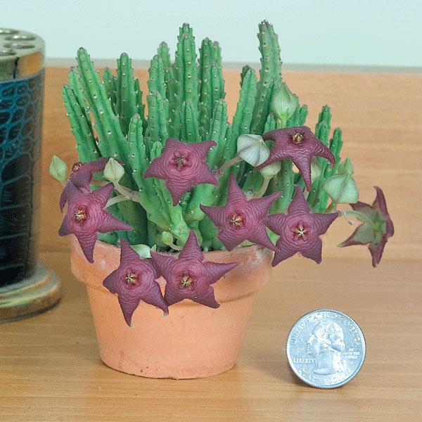 Starfish Flower (Stapelia scitula)