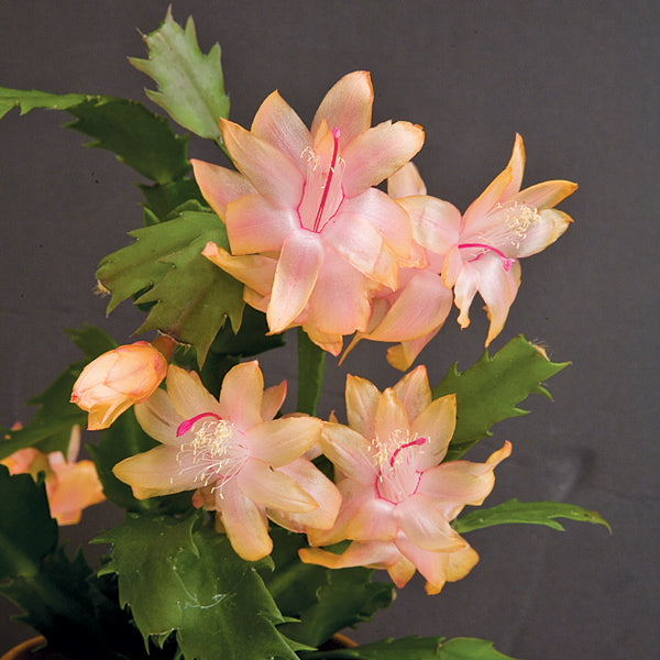 Holiday Cactus ‘Christmas Flame’ (Schlumbergera hybrid)