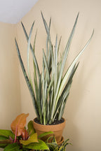 White Sansevieria ‘Bantel’s Sensation’ (Sansevieria trifasciata)