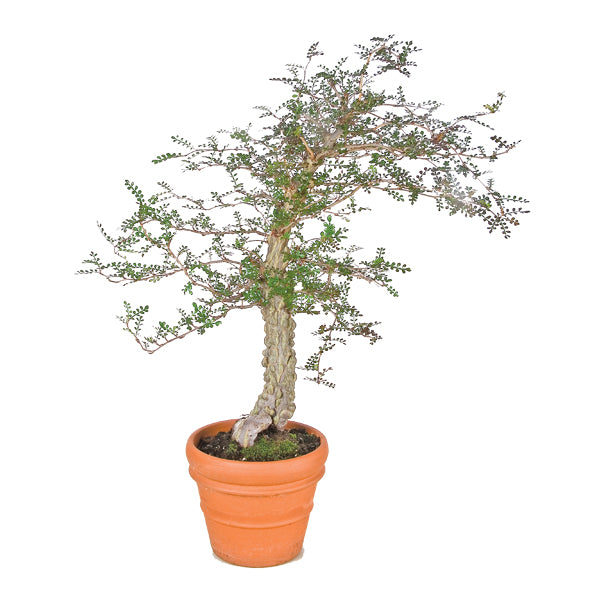 Elephant Tree (Operculicarya decaryi)
