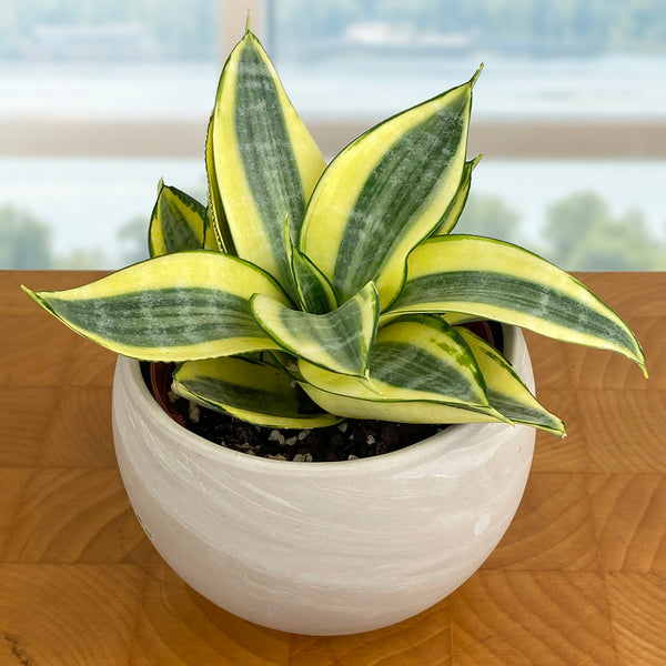 golden bird's nest snake plant Sansevieria trif. 'Golden Hahnii'