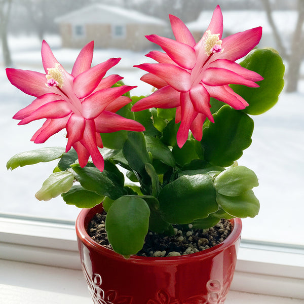 True Christmas Cactus 'Old Fashion Red' (Schlumbergera x buckleyi) –  Logee's Plants