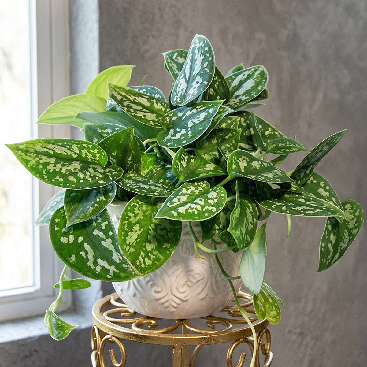 Satin Pothos 'Argyraeus' For Sale – Logee's Plants