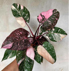 Philodendron ‘Pink Princess’ (Philodendron erubescens)