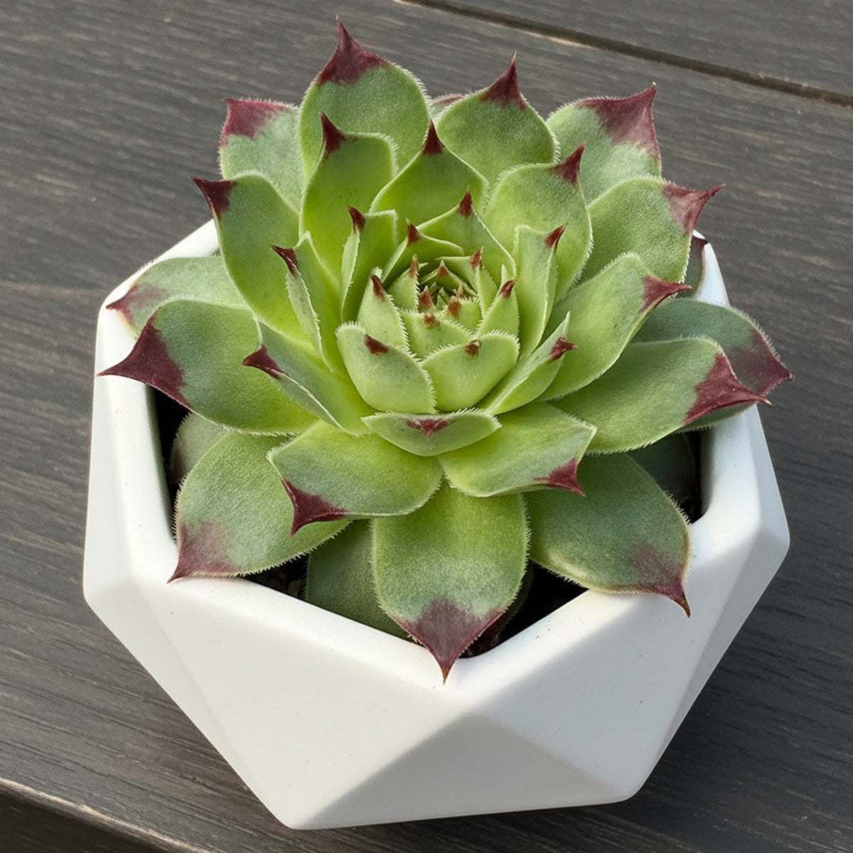 maroon succulent plants Hardy Hens & Chicks Maroon Queen For Sale – Logee's Plants