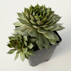 Sempervivum Blushing Garnet with green leaves with slightly red leaf edges on the tips