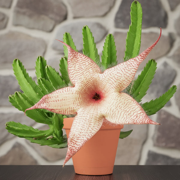 starfish sansevieria flower African Starfish Flower For Sale – Logee's Plants
