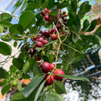 Strawberry Guava Tree (Psidium cattleyanum)