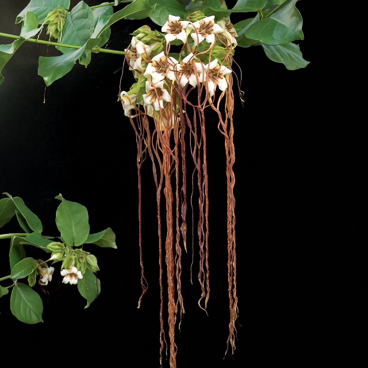 Climbing oleander plant with white flowers with long pinkish tendrils and green foliage