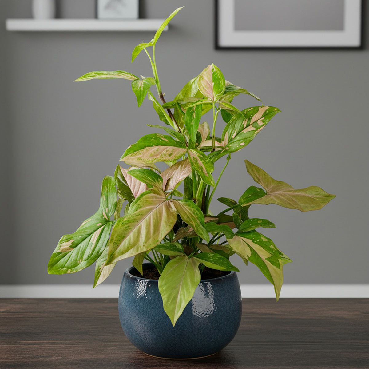 Syngonium 'Pink Splash' easy variegated houseplant for sale