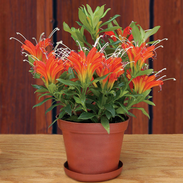 Lipstick Plant ‘Rigel’ (Aeschynanthus hybrid)