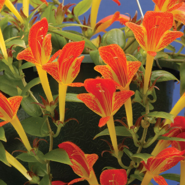 Columnea ‘Early Bird’ (Columnea hybrid)