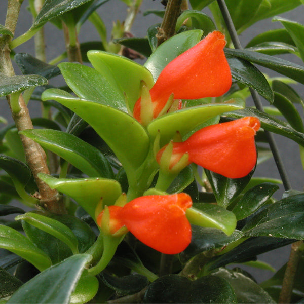 Goldfish Plant 'Christmas Holly' (Nematanthus hybrid)