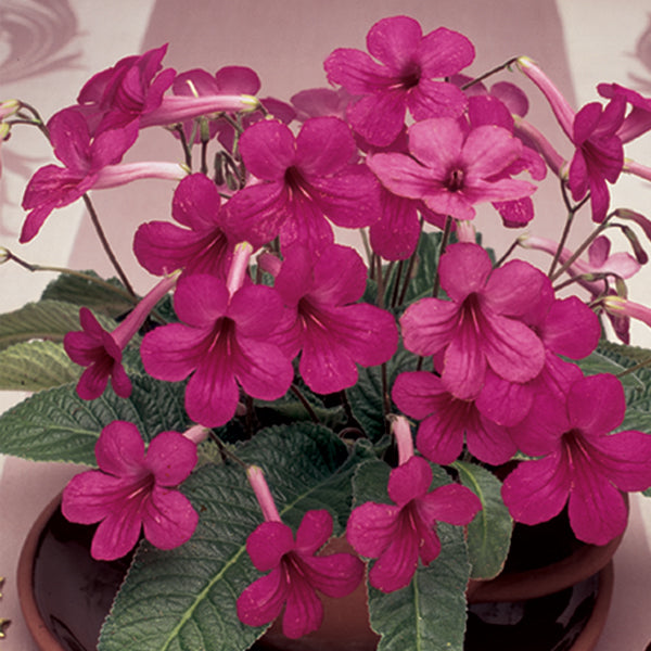 Cape Primrose 'Little Gem' (Streptocarpus hybrid)