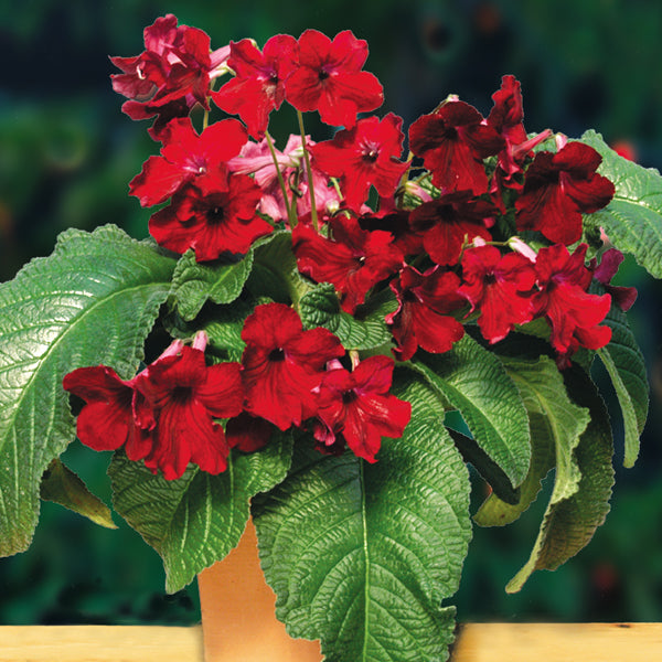 Cape Primrose ‘Midnight Flame’ (Streptocarpus hybrid)