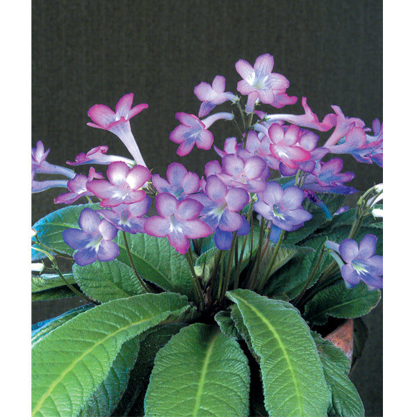Cape Primrose ‘Party Doll’ (Streptocarpus hybrid)