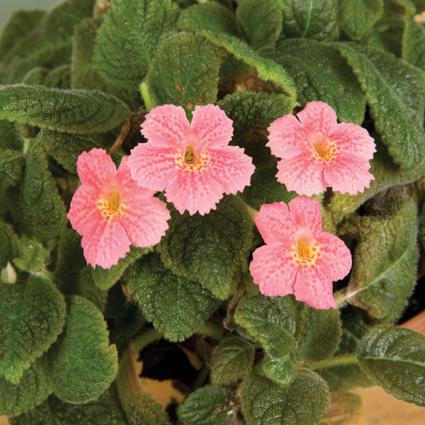 Flame Violet ‘Jim’s Canadian Sunset’ (Episcia hybrid)
