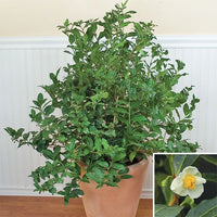 Tea-Camellia-sinensis-plants-for-the-office (best-office-plants)