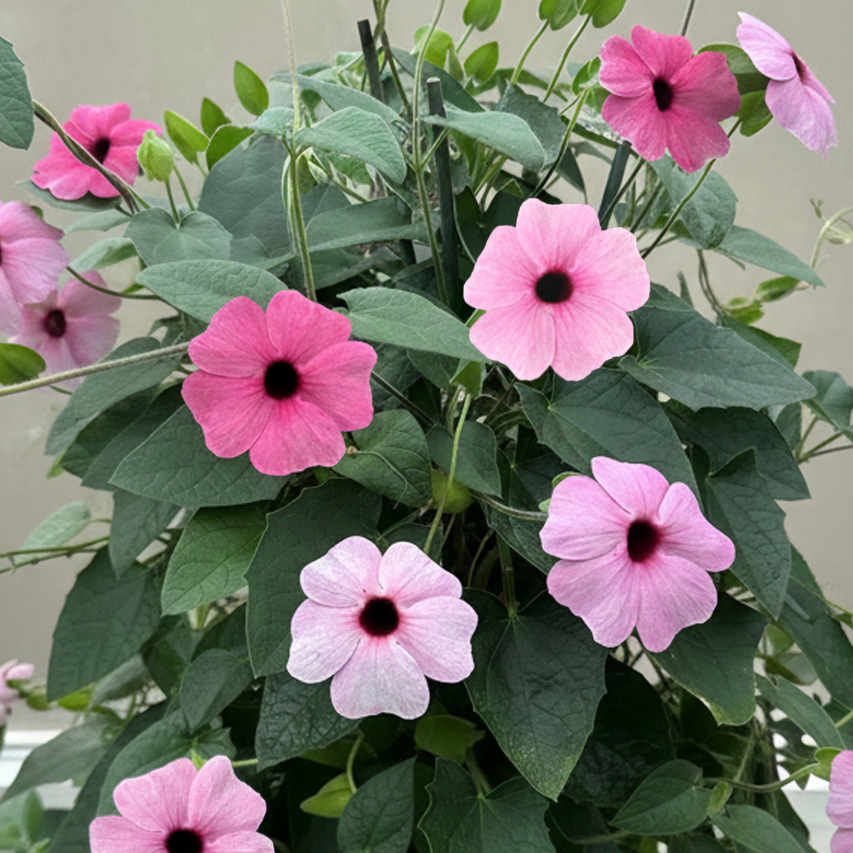 Thunbergia 'Rose Sensation' (Thunbergia hybrid)