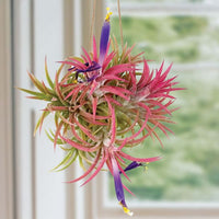 Tillandsia-Ionantha-Cluster-office-plant.600x600 (best-office-plants)