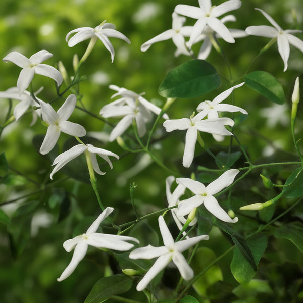trailing jasmine indoor plant Twisted Jasmine For Sale – Logee's Plants