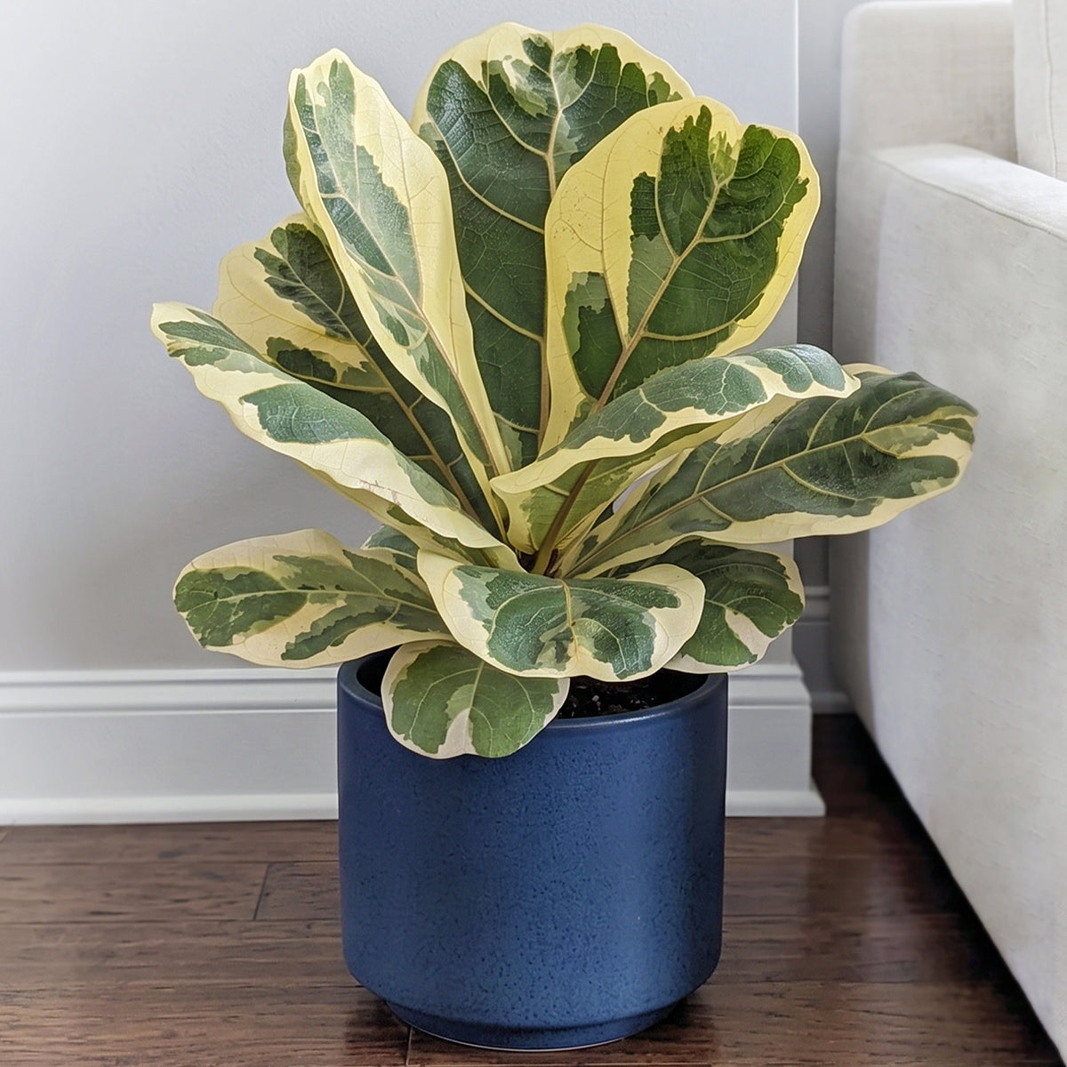 Variegated Fiddle Leaf Fig