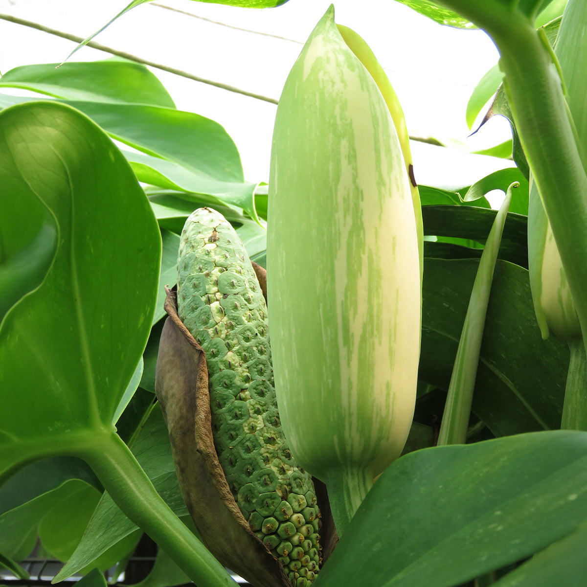 variegated monstera for sale Monstera Albo Variegated – 8" Variegated Monstera Albo | Rare Houseplant | Easy-Care Indoor Plant | Perfect for Home Decor