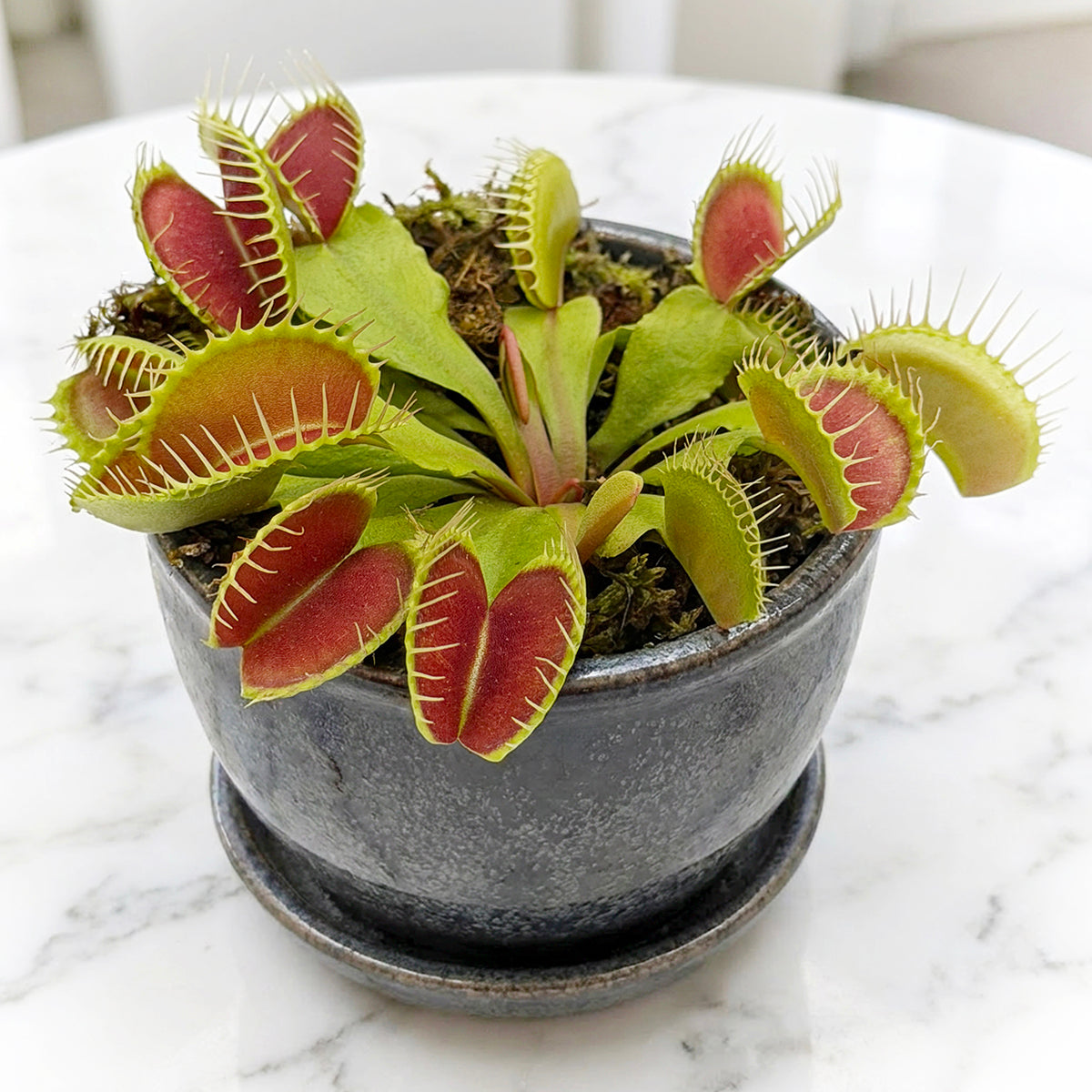 Venus Flytrap 'Flexx' PP