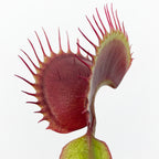 close up of a red venus fly trap
