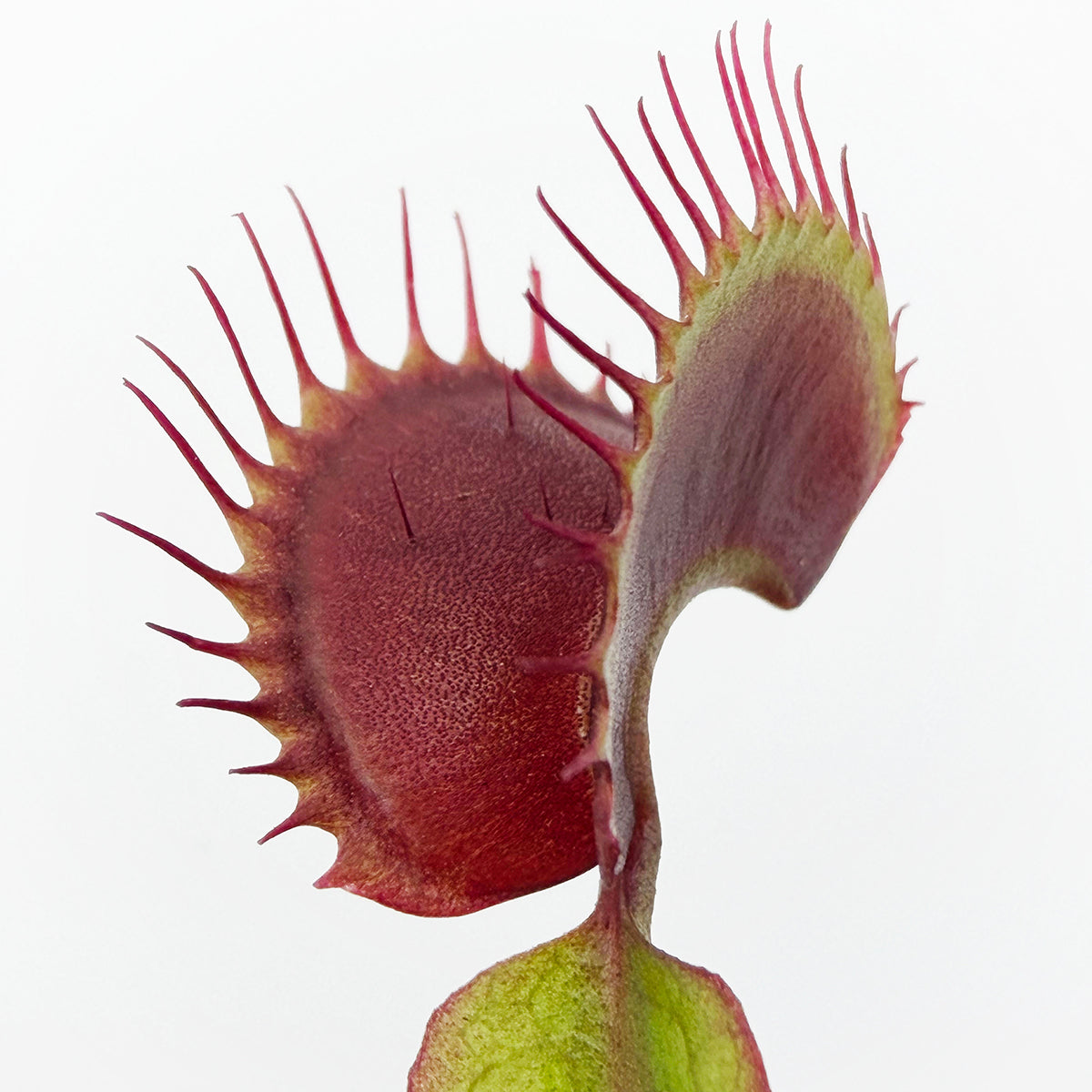 close up of a red venus fly trap