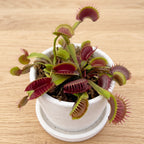 venus fly trap plant with deep red traps