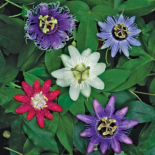 Passiflora Fabulous Five Summer Blooming