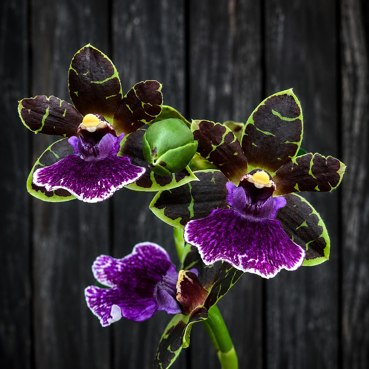 Zglm. Orchid Artur Elle 'Tombstone' for Sale – Logee's Plants
