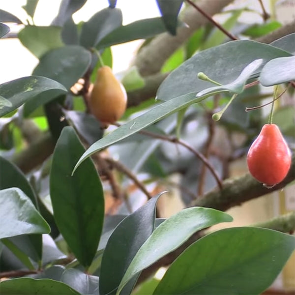 Australian Beach Cherry Tree (Eugenia reinwardtiana) - Thumbnail 2