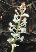 Black Jewel Orchid (Ludisia discolor)