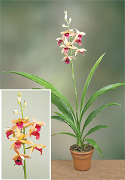 Phaius ‘Orchtoberfest’ AM/AOS (Phaius microburst hybrid)