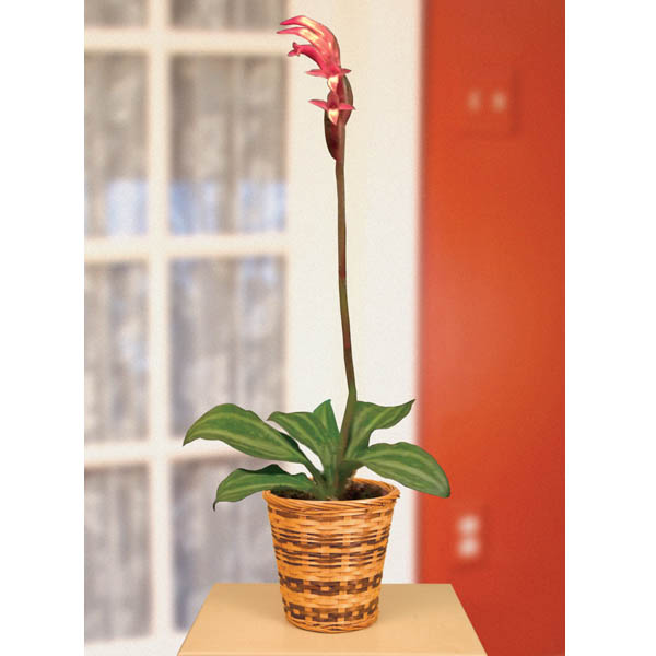 Jewel Orchid 'Red Stripe' (Stenosarcos vanguard)