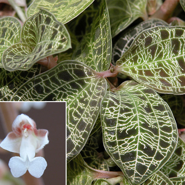Lightning Bolt Jewel Orchid (Macodes petola)