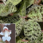 Lightning Bolt Jewel Orchid (Macodes petola)