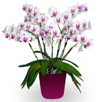 Phalaenopsis Multiflora Orchid ‘Prima Piano’ (Phalaenopsis hybrid)