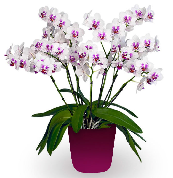 Phalaenopsis Multiflora Orchid ‘Prima Piano’ (Phalaenopsis hybrid)
