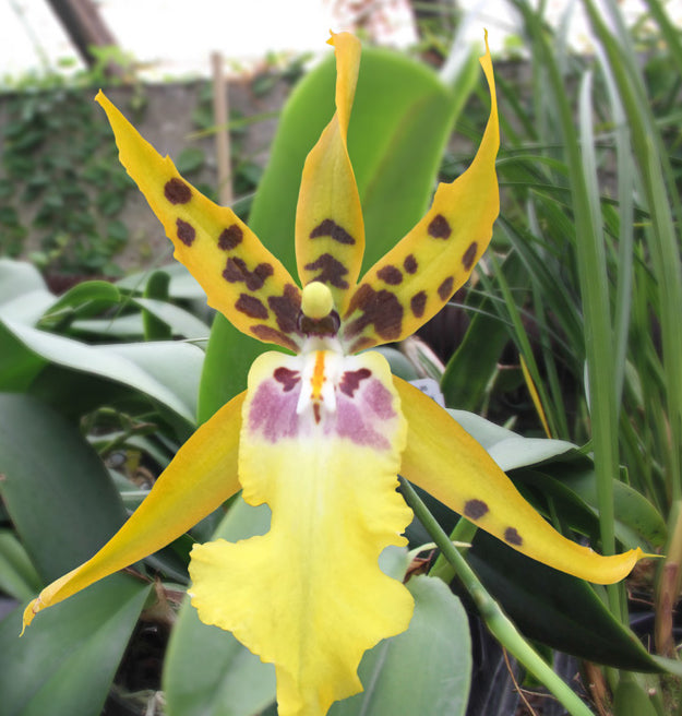 Alcra Orchid Pacific Nova ‘Butter Buds’ (Brassia x Miltonia x Oncidium hybrid)