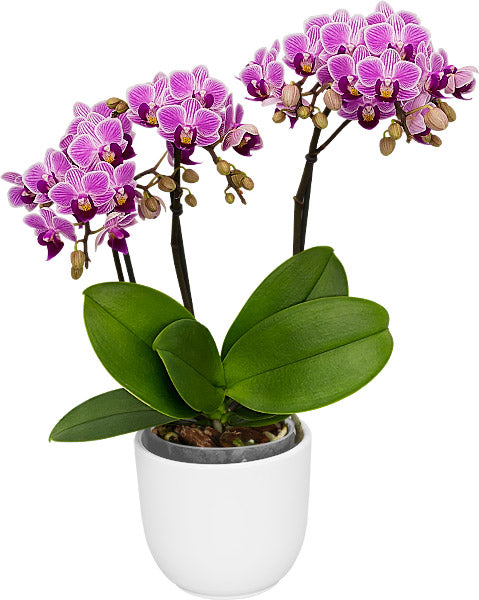 Phalaenopsis Multiflora Orchid ‘Girl Talk’ (Phalaenopsis hybrid)