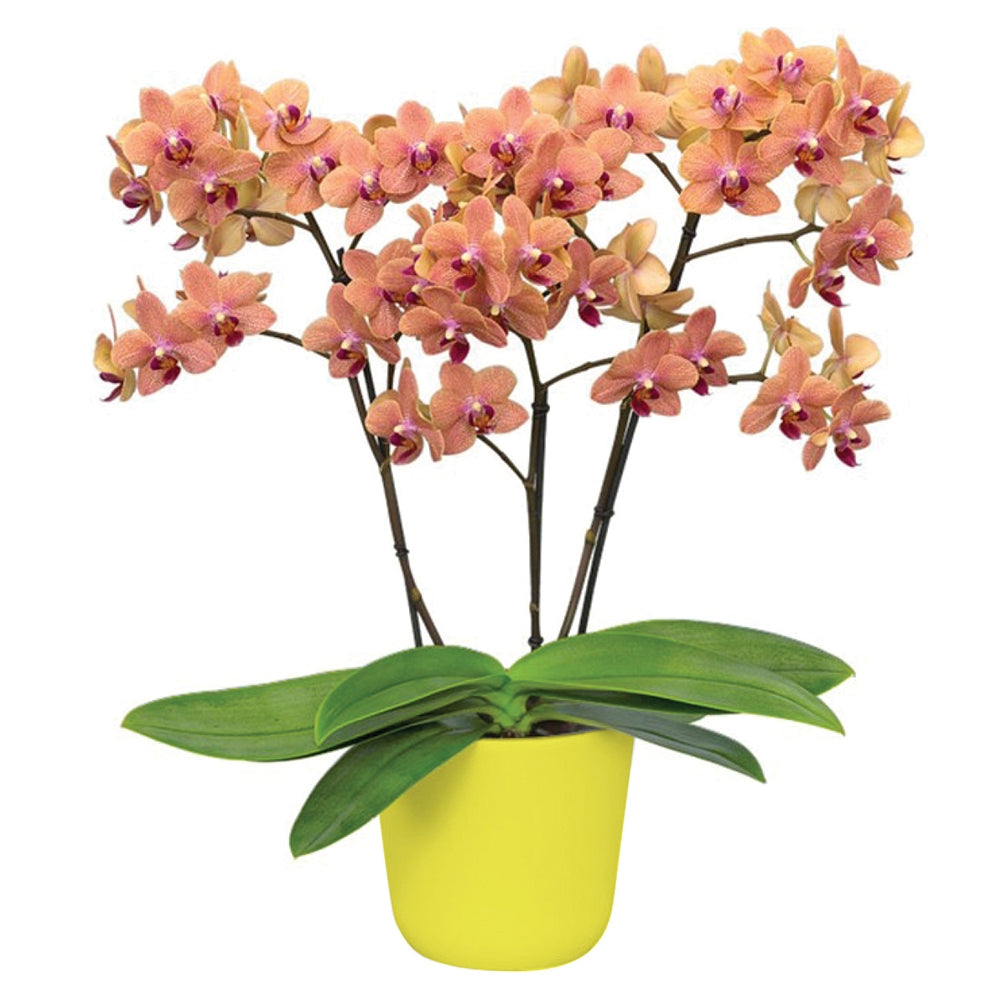 Phalaenopsis Multiflora Orchid ‘Sunset Love’ (Phalaenopsis hybrid)