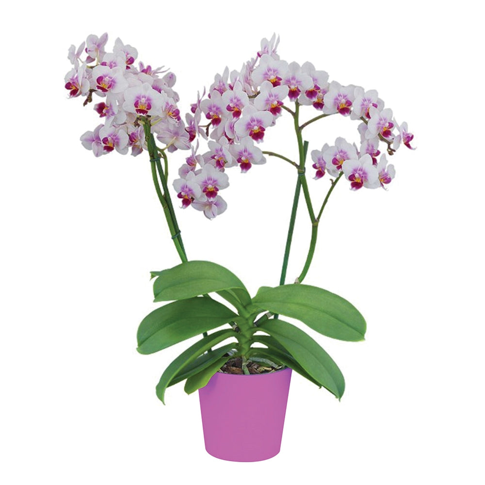 Phalaenopsis Multiflora Orchid ‘Sweetheart’ (Phalaenopsis hybrid)