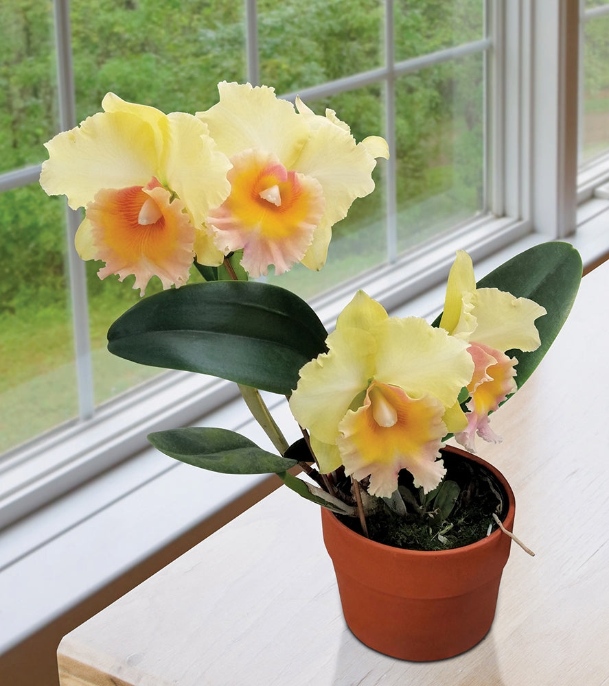 Potinara Orchid Heather’s Gold ‘Motherload’ (Potinara hybrid)