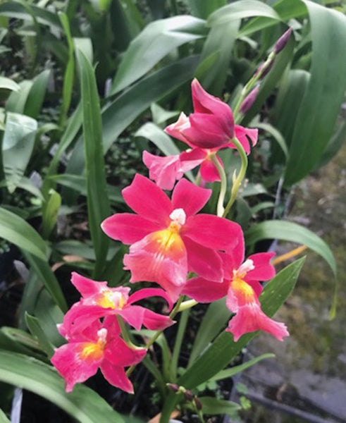 Burr Orchid Francine ‘Roseglow’ (Cochlioda x Miltonia x Odontoglossum x Oncidium hybrid)