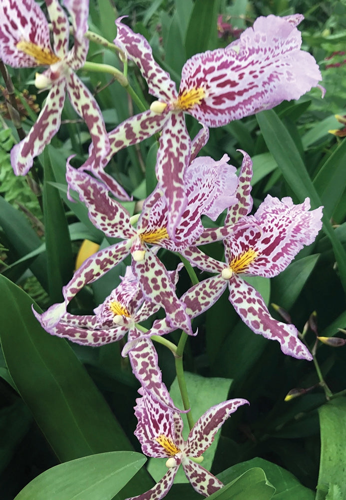 Bllra Orchid Tropic Tom ‘Purple Paisley’ (Brassia x Cochlioda x Miltonia x Odontoglossum hybrid)