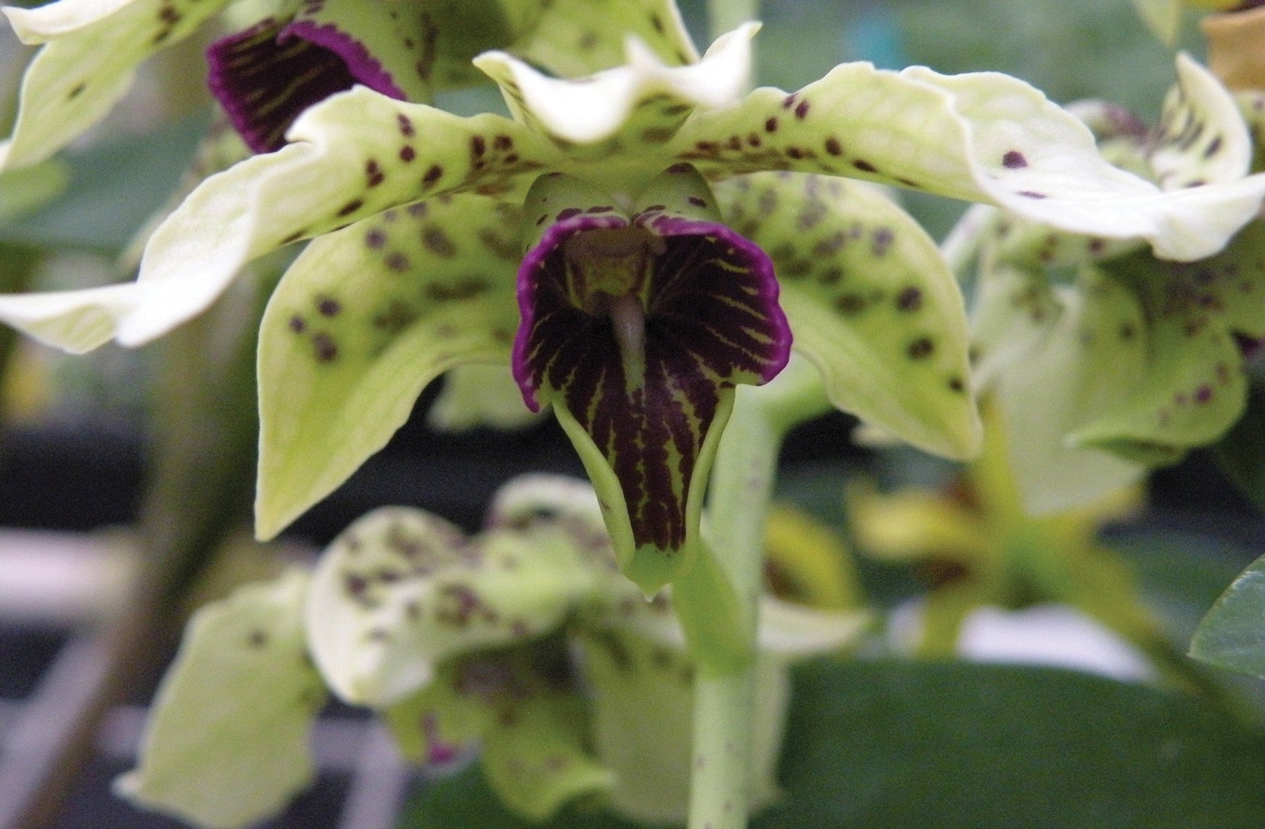 Dendrobium Orchid atroviolacea (Dendrobium species)