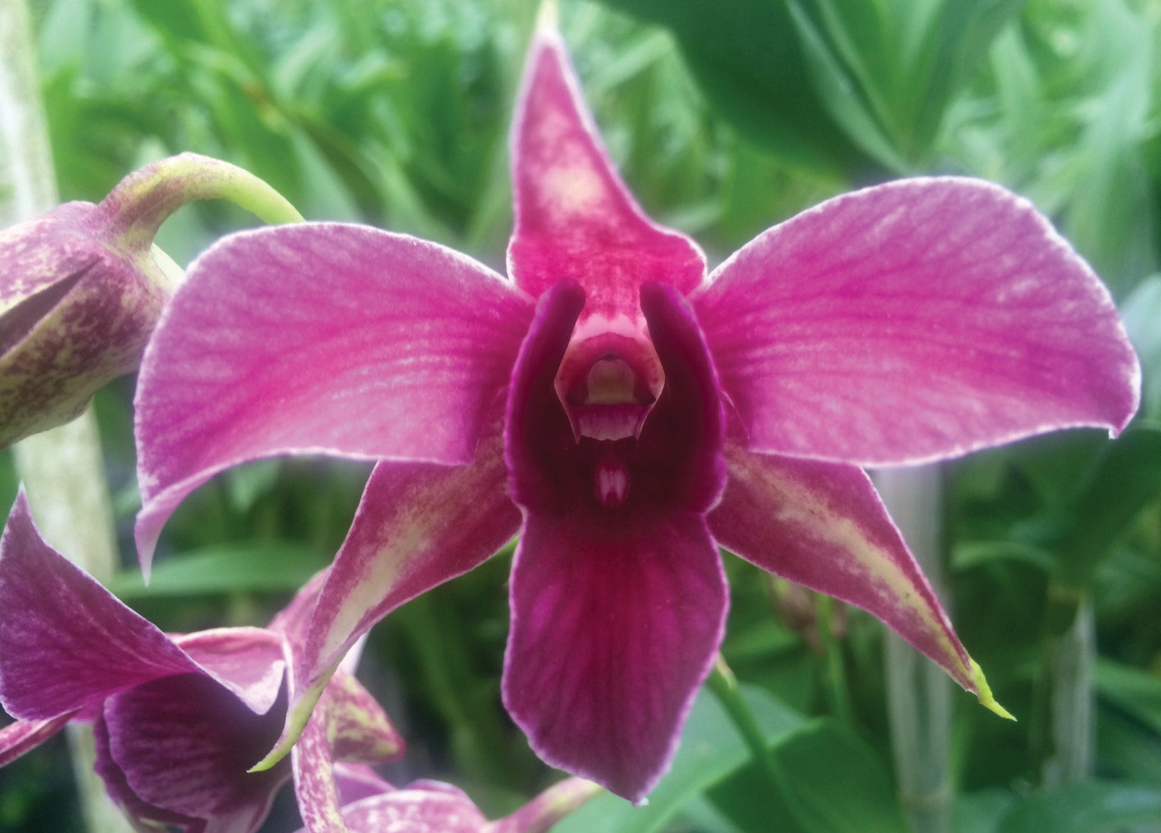 Dendrobium Orchid ‘Fire Wings’ (Dendrobium hybrid)